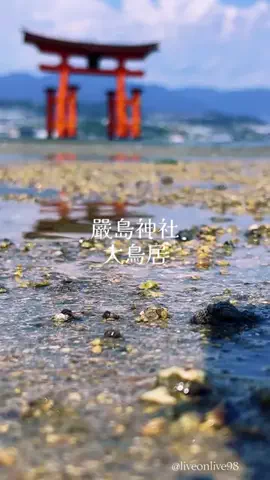 ＊hitohira＊のTikTok投稿