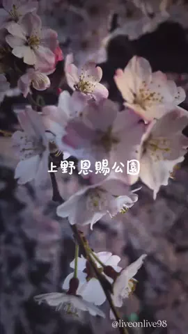 ＊hitohira＊のTikTok投稿