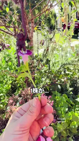 きの子　（小さな庭・DIY）のTikTok投稿