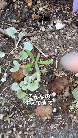 きの子　（小さな庭・DIY）のTikTok投稿