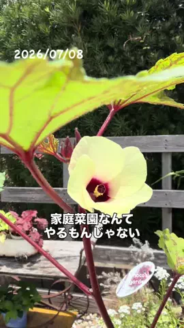 きの子　（小さな庭・DIY）のTikTok投稿
