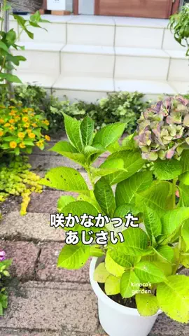 きの子　（小さな庭・DIY）のTikTok投稿