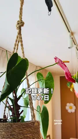 きの子　（小さな庭・DIY）のTikTok投稿