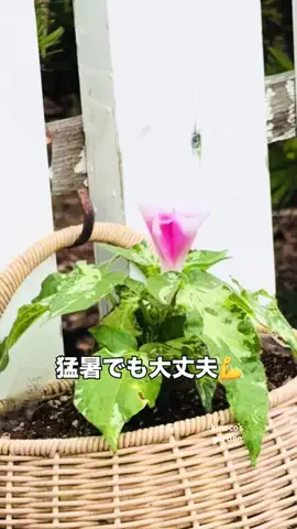 きの子　（小さな庭・DIY）のTikTok投稿