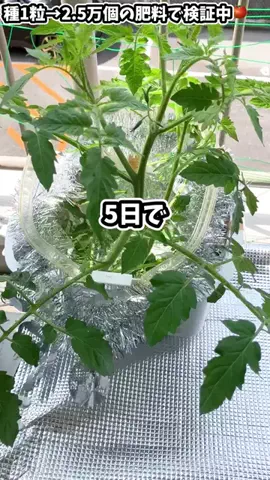 ズボラ主婦の野菜水耕栽培のTikTok投稿