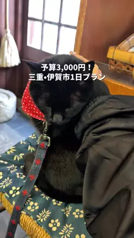 るる | 大阪発おでけけのTikTok投稿