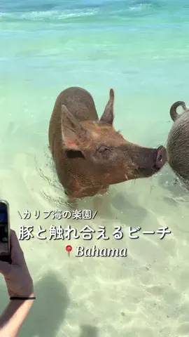 💛MIYUKI【旅行・美容】のTikTok投稿