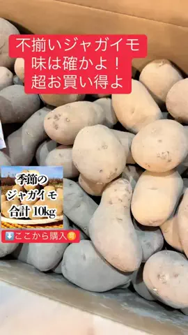 ちーちゃん🎀2匹のわんことハッピー人生のTikTok投稿