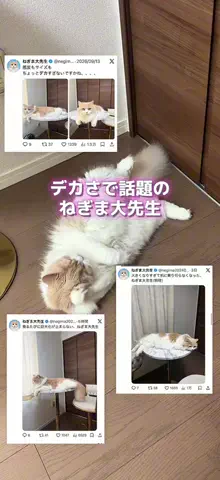 ねぎま【スコティッシュフォールド】のTikTok投稿