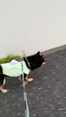 黒豆柴オレオ mameshibaのTikTok投稿