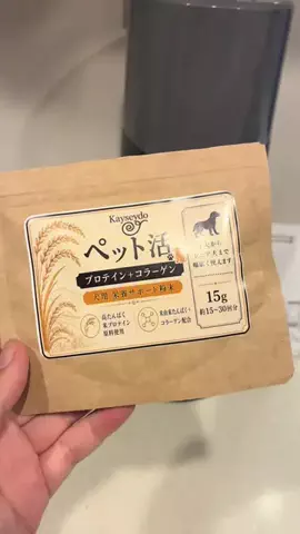 黒豆柴オレオ mameshibaのTikTok投稿