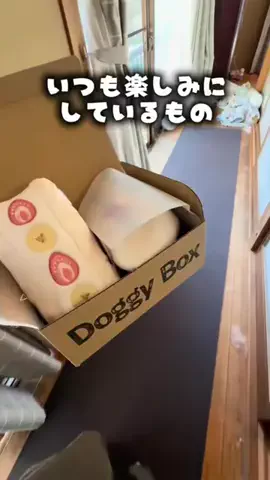 秋田犬えいきち🐶🍦💘のTikTok投稿