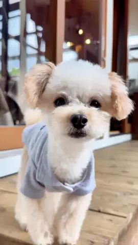 愛犬と行ける関東の宿のTikTok投稿