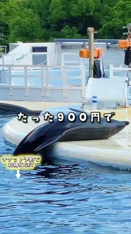 ペリー来航のTikTok投稿