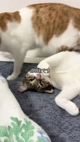 島猫日記のTikTok投稿