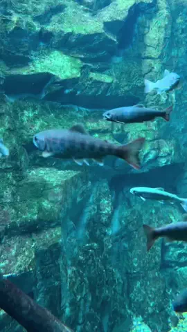 おとけしきのTikTok投稿