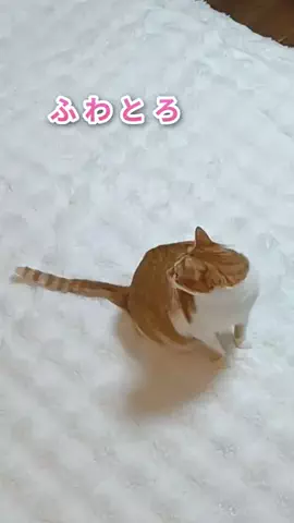 さえ〈100均・3coins・DIY便利術〉のTikTok投稿