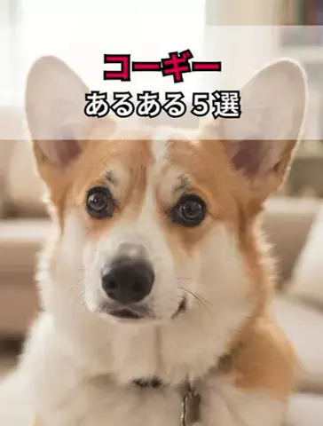 犬あるある劇場のTikTok投稿