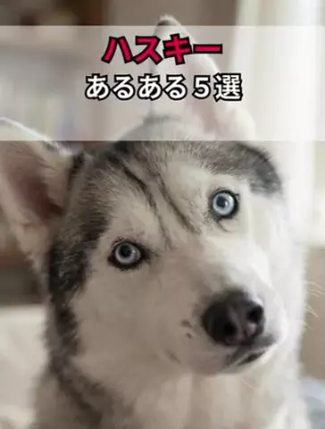 犬あるある劇場のTikTok投稿