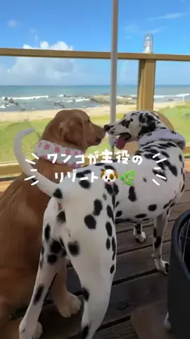 すなぎも⌇グルメ旅🍴✈️のTikTok投稿