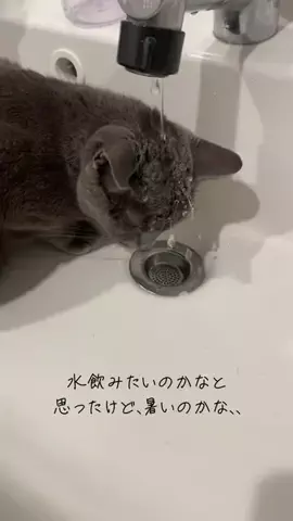 cuuumaのTikTok投稿
