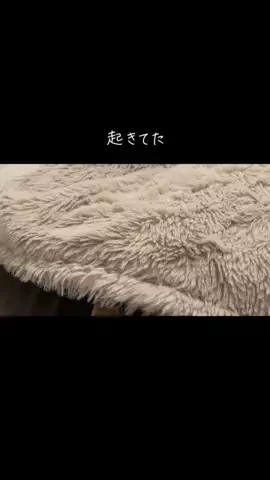 cuuumaのTikTok投稿