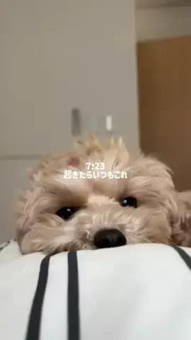 マルプー モコのTikTok投稿