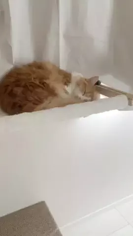 メル🎀￤マンチカン🐈のTikTok投稿