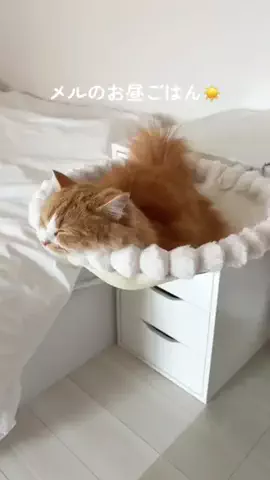 メル🎀￤マンチカン🐈のTikTok投稿