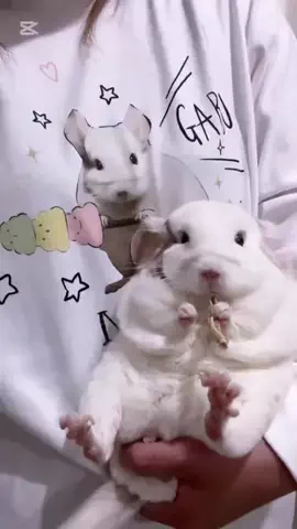mucomo_のTikTok投稿
