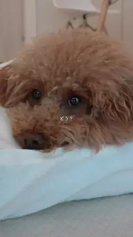 ゆか🐶のTikTok投稿