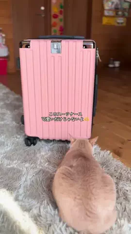 ハルとアキ🐱のTikTok投稿