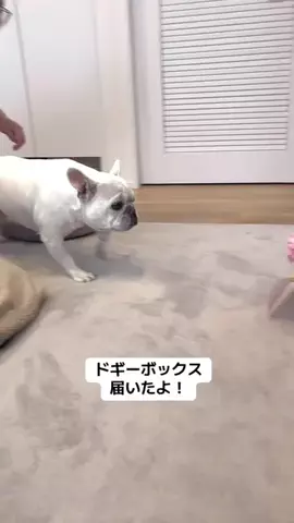 はなちゃん 🐖のTikTok投稿