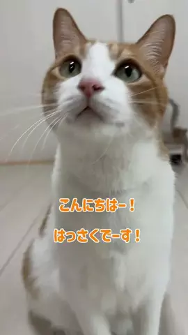 猫のはっさくのTikTok投稿