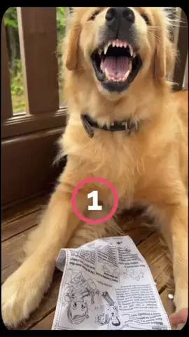 Oh my dogs❣️🐶🐾🐰🐹のTikTok投稿