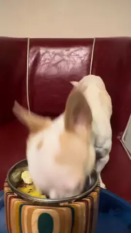 3匹のいぬのTikTok投稿