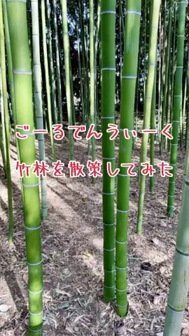 CatSnapのTikTok投稿