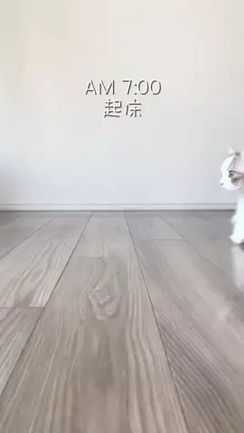 ぺらのモフモフ革命のTikTok投稿