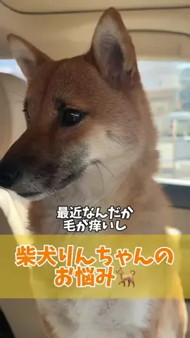 おっとり王子🐶と暴れん坊将軍🐶のTikTok投稿
