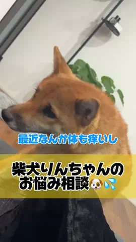 おっとり王子🐶と暴れん坊将軍🐶のTikTok投稿