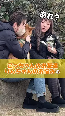 おっとり王子🐶と暴れん坊将軍🐶のTikTok投稿