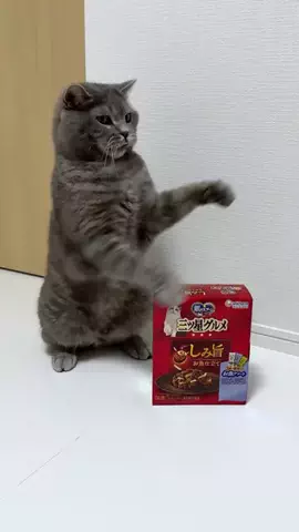 ねこある｜猫との暮らしあるあるのTikTok投稿
