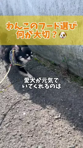 おっとり王子🐶と暴れん坊将軍🐶のTikTok投稿