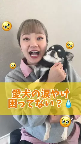 おっとり王子🐶と暴れん坊将軍🐶のTikTok投稿