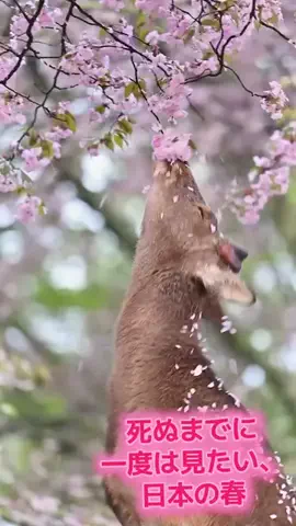 おじさんのTikTok投稿