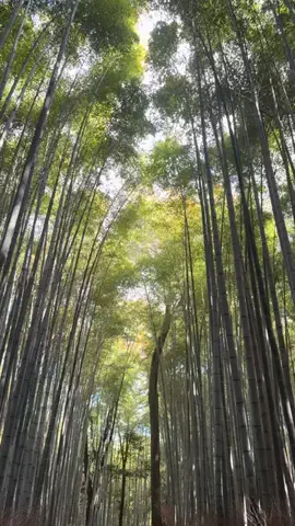 37歳おっさん旅垢のTikTok投稿
