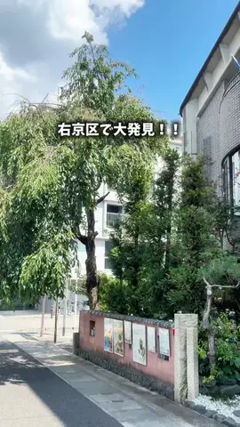 うきょっこ | 右京区地域メディア🌿のTikTok投稿