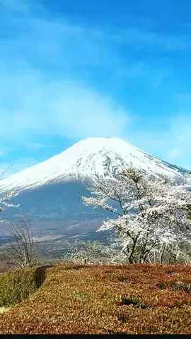 まろん🍑🌰開運🐲🐲✨のTikTok投稿