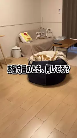 ギズモと琥珀のTikTok投稿
