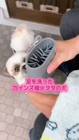 しんちゃん🐶カインズ強火ヲタの犬のTikTok PR投稿：手を染めて足を洗う #PR #カインズ公式ワンバサダー #強火…